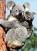 koala_medvidkovity